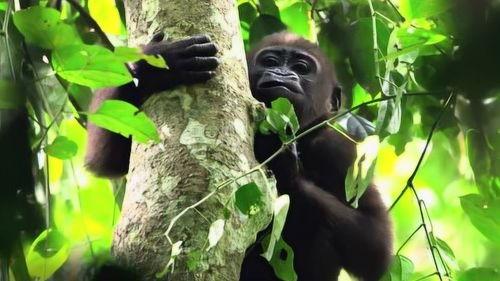 动物的秘密生活 第一季,第一季深度探秘  第2张